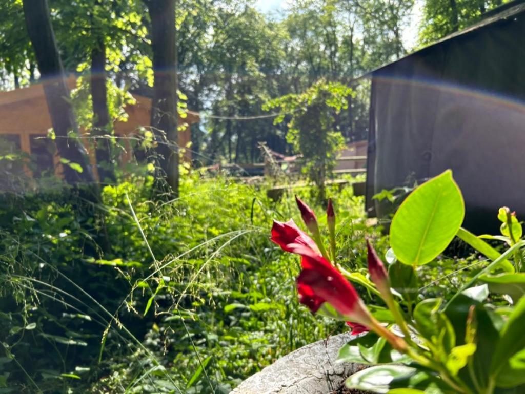 Gites Du Bois Des Perruches Saint-Vincent-des-Bois Exteriör bild