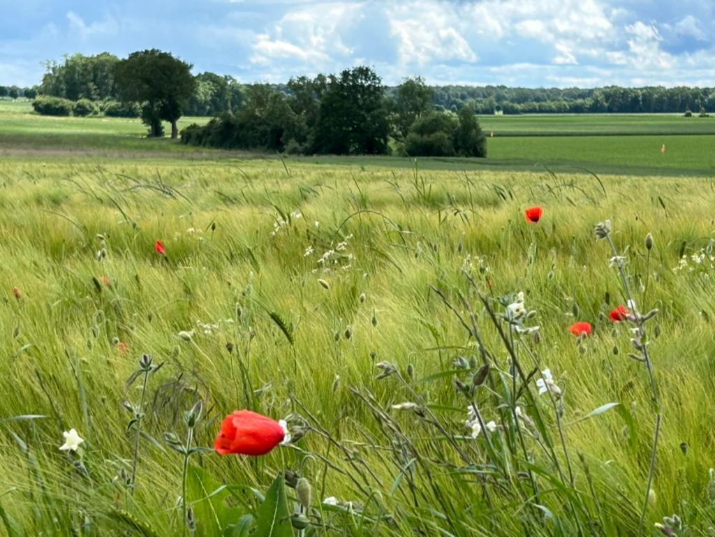 Gites Du Bois Des Perruches Saint-Vincent-des-Bois Exteriör bild